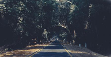 Photo of Asphalt Road Between Trees