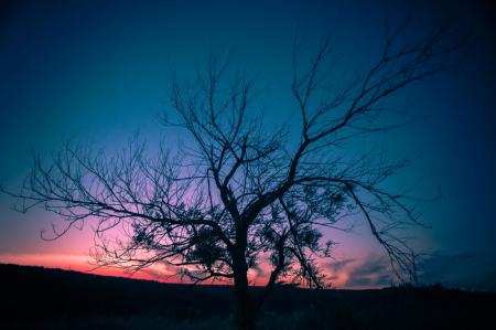 Photo of Autumn Tree during Sunset