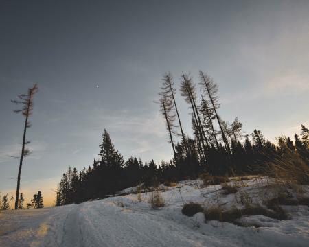 Photo of Bare trees and Snow