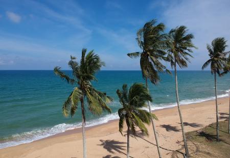 Photo of Coconut Trees on Beach