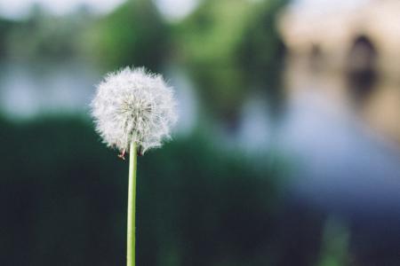 Photo of Dandelion at Daytime