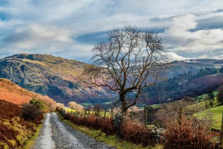 Photo of Empty Road Between Trees Near Mountains