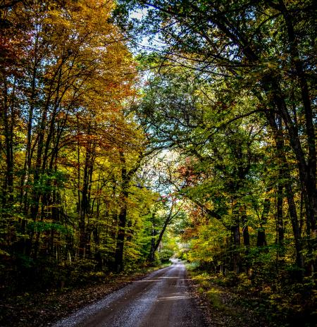 Photo of Empty Road With Green Leaf Trees on Both Side of the Road