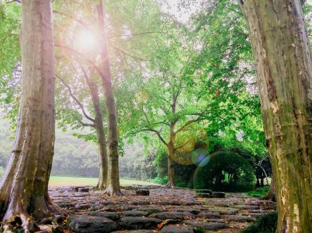 Photo Of Forest Trees and a Black Stone Pathway during Daytime