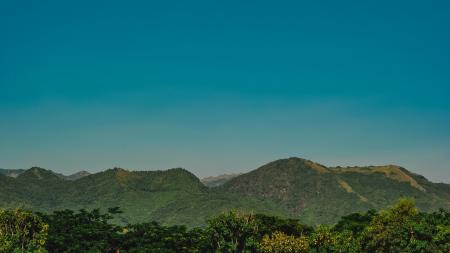 Photo of Forest Trees Near Mountains