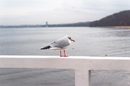 Photo of Gray and White Bird Perched on White Wooden Railing