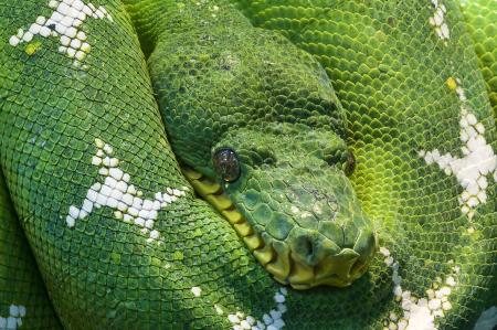 Photo of Green and White Snake