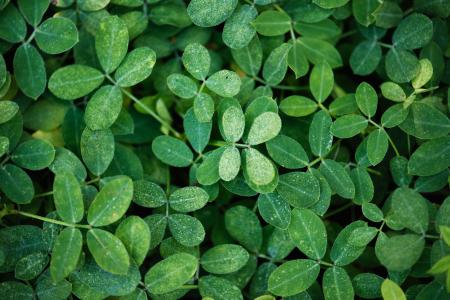 Photo of Green Leaf Plants