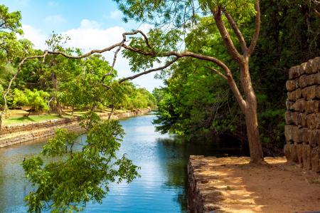 Photo of Green Leaf Tree Beside River