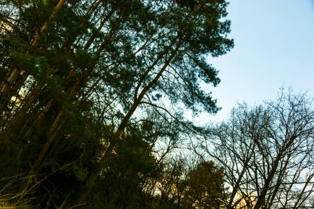 Photo of Green Leaf Trees