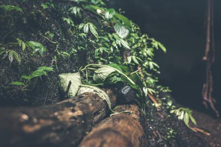 Photo of Green Plants