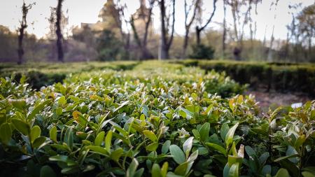 Photo of Green Plants Near Leafless Tree