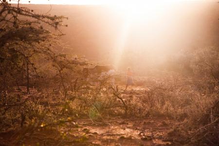 Photo of Man Chasing Cow on Forest