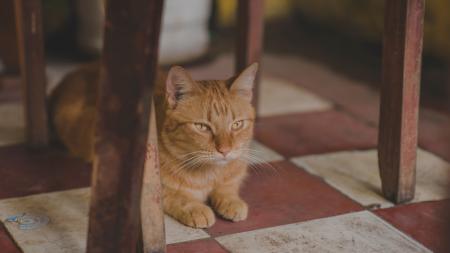 Photo of Orange Tabby Cat Under Chair