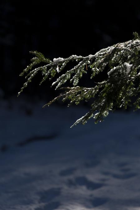 Photo of Pine Tree Leaves With Snow