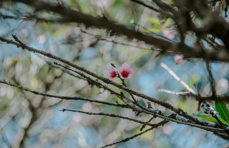 Photo of Pink Magnolia Flowers