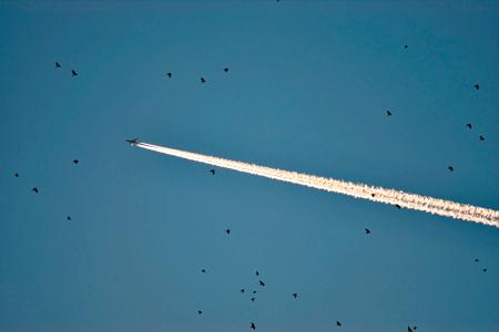 Photo of Plane and Birds