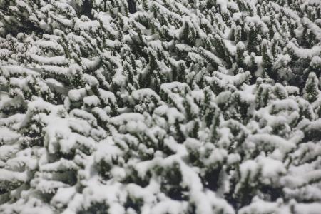 Photo of Plant With Covered With Snow