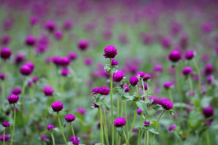 Photo of Purple and Green Flowers