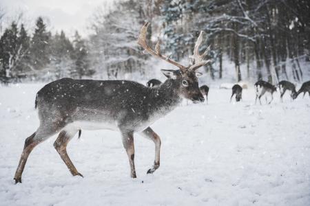 Photo of Reindeer in the Snow