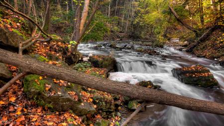 Photo of River in Forest