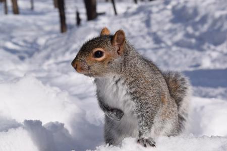 Photo of Squirrel