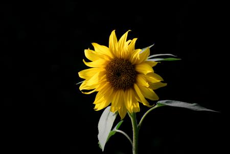 Photo of Sunflower