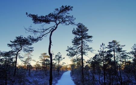 Photo of Tall Trees