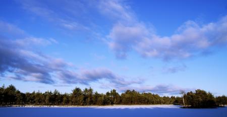 Photo of Trees During Winter