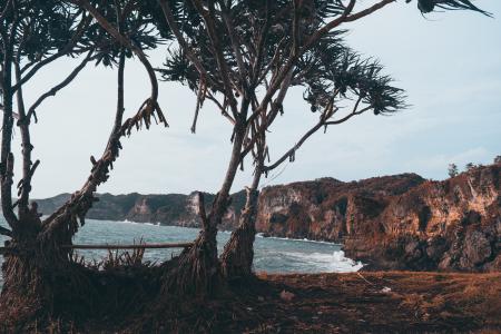 Photo of Trees Near the Sea