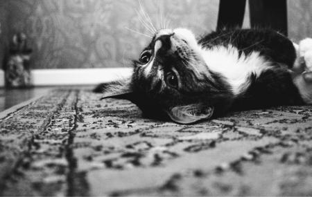 Photo of Tuxedo Cat Laying on Rug