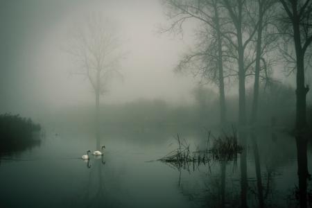 Photo of Two White Ducks on Water during Fog