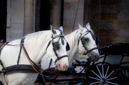 Photo of Two White Horse With Carriage