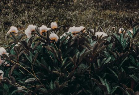 Photo of White-and-orange Petaled Flowers