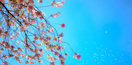 Photo of White and Red Petal Flower Under Blue Sky