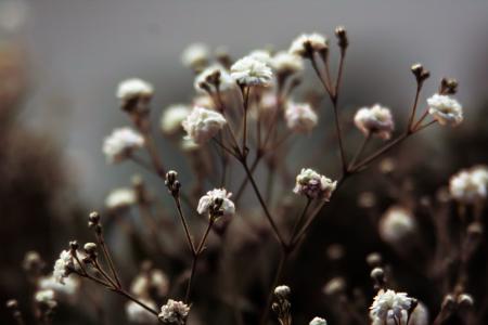 Photo of White Flower Buds