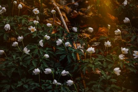 Photo of White Flowers