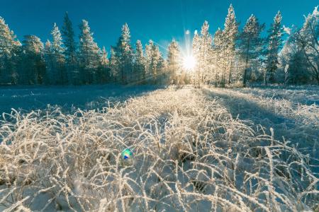 Photo of White Pine Trees