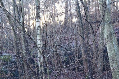 Photo Of Withered Trees