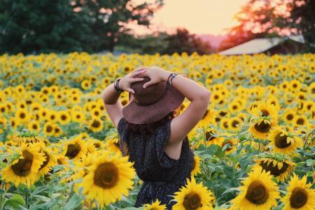 Sunflower Field