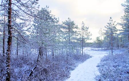 Photo Trees Covered With Snow