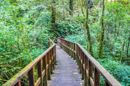 Photograph of Brown Wooden Bridge