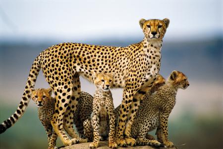 Photographer with Cheetah