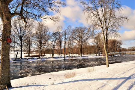 Photography of Bare Trees Near River