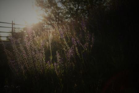 Photography of Bed of Flowers