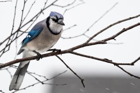 Photography of Blue and Gray Bird