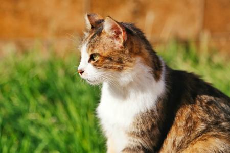 Photography of Brown and Black Cat