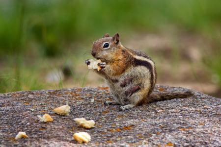 Photography of Brown Chipmunk Eating on Top of Rock