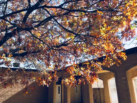 Photography of Brown Leaves