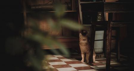 Photography of Cat Near Chair